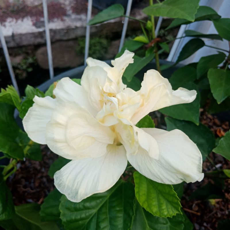 bunga kembang sepatu putih tumpuk