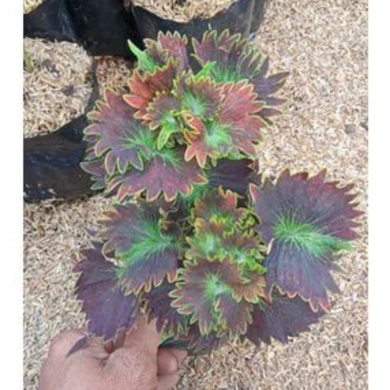 tanaman miana bulu landak