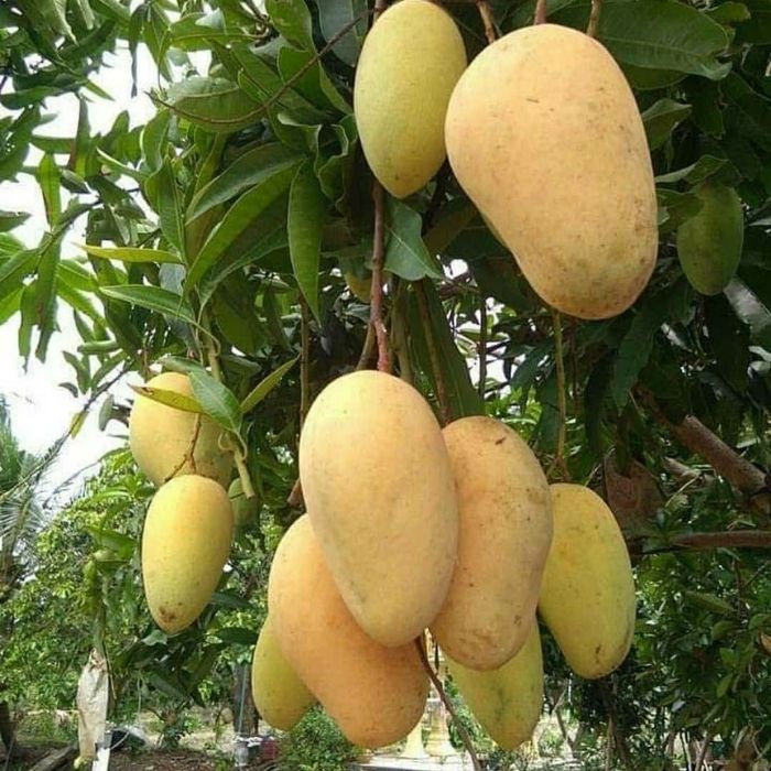 Bibit Tanaman Buah MANGGA COKANAN Premium