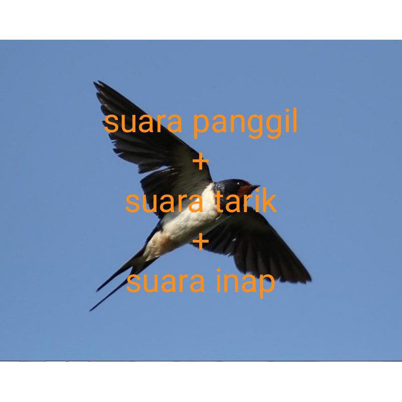 suara panggil + suara tarik + suara inap