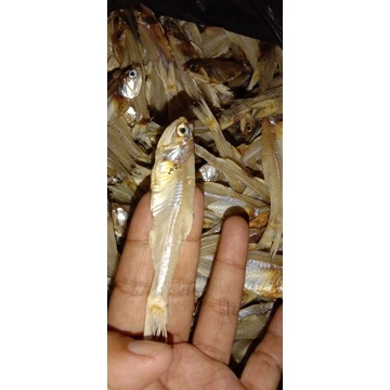 

ikan jengki segar 250g