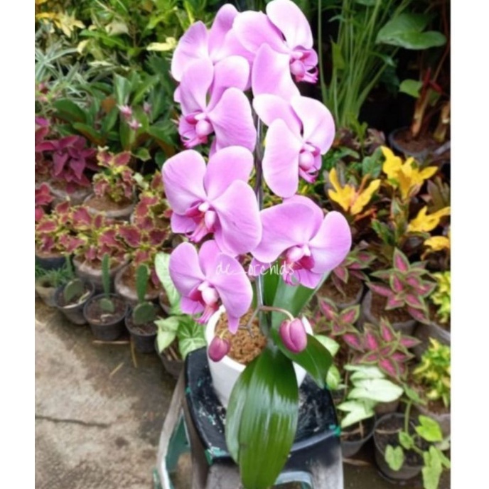 Pohon Anggrek Bulan Dewasa Bunga Pink Siap Spike