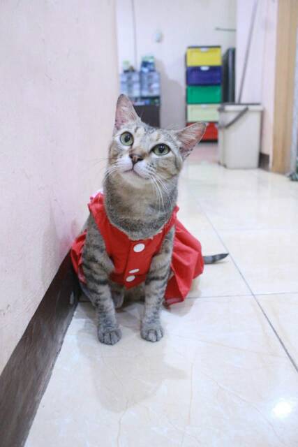 Dress ala french vintage untuk kucing dan anjing lucu murah / baju kucing murah size S M L XL