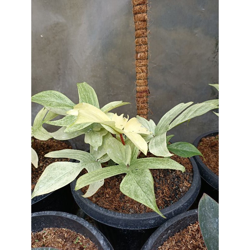 Tanaman Hias Philodendron Florida ghost Shopee Indonesia Tanaman Hias Philodendron Florida ghost Shopee Indonesia
