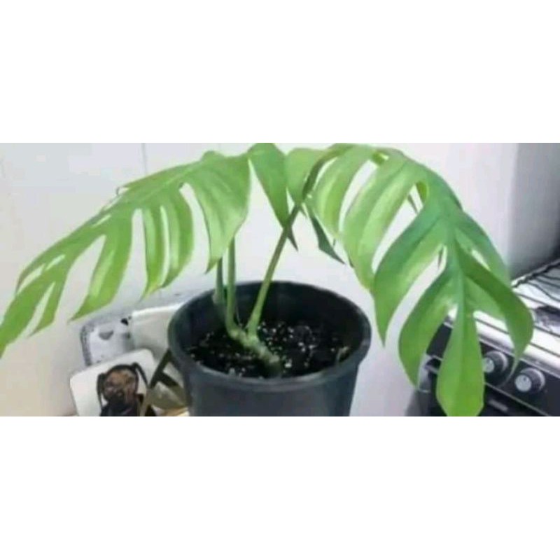 Tanaman Hias Ekor Naga/ Monstera