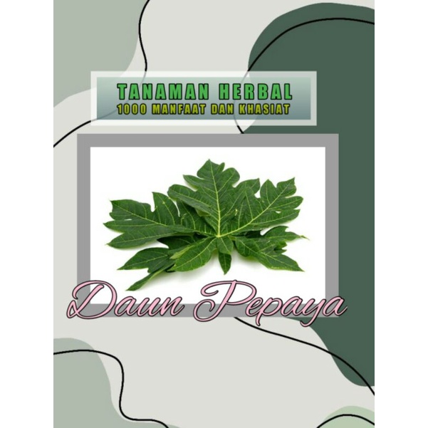 

Pucuk Daun Pepaya 250 gram