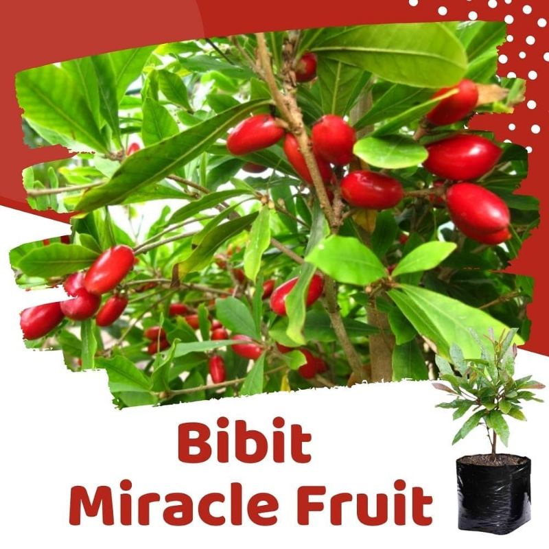 Bibit Buah Ajaib Miracle Fruit