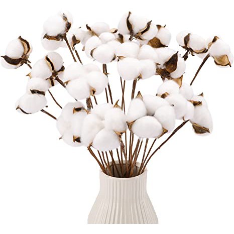 Cotton Flower Bunga Kapas Unik Asli Single Stem Dekorasi Hiasan Bunga Artificial per tangkai