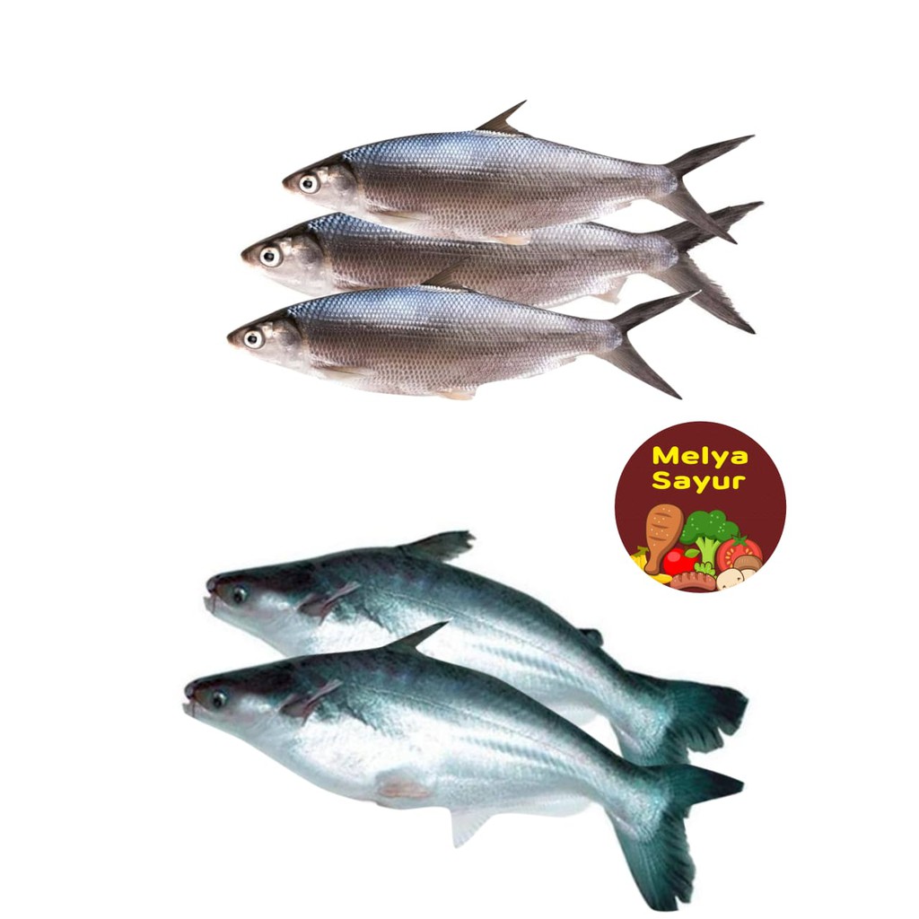 

ikan segar - ikan patin segar 500 gr / ikan bandeng segar 500gr melyasayur