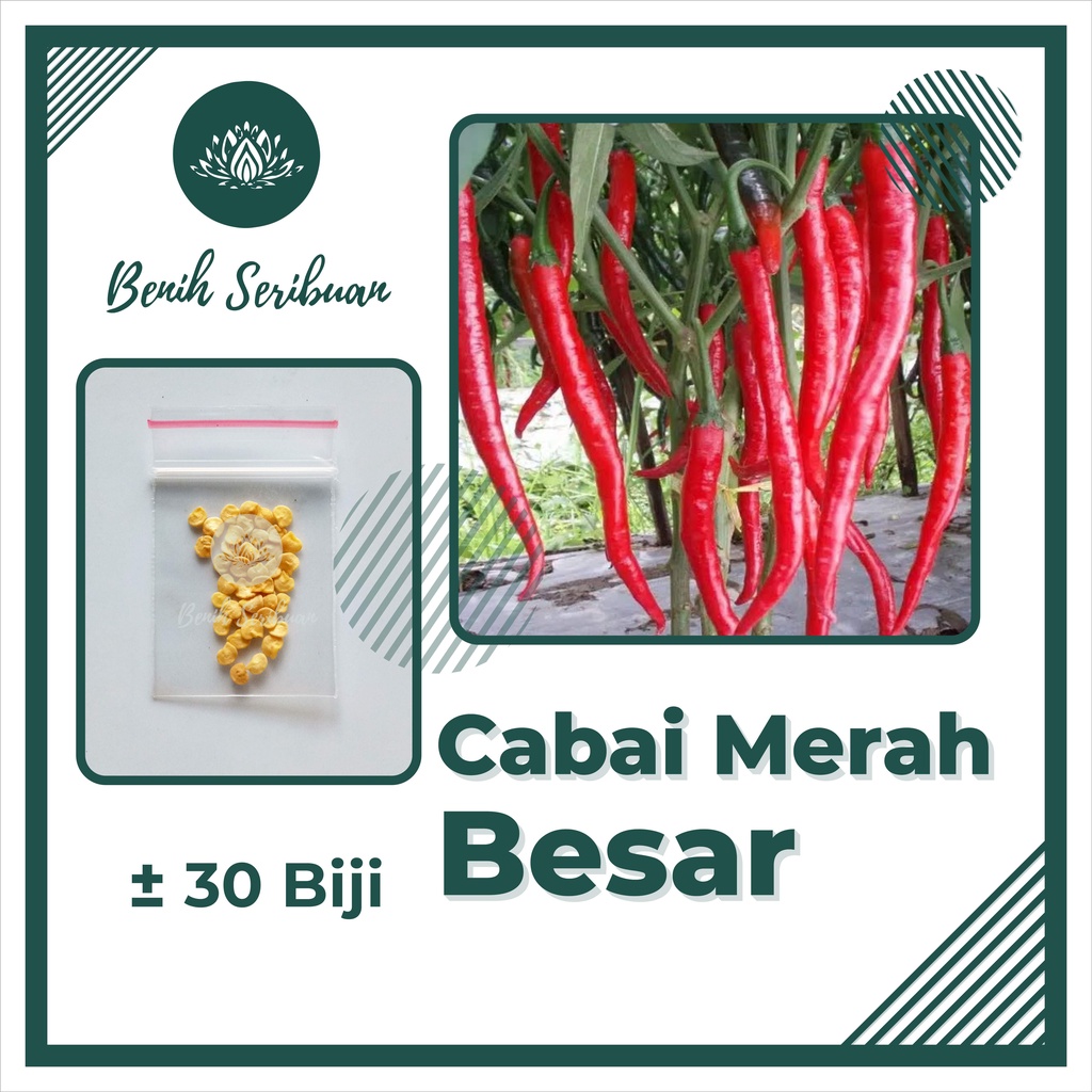 BS-BYL Bibit Cabe Konsumsi Benih Sayuran Cabai Rawit Merah Setan Sayur Unggul Cabe Setan ORI 212 Besar Hijau Keriting Shypoon Orion Viral dll-CABE MERAH BESAR
