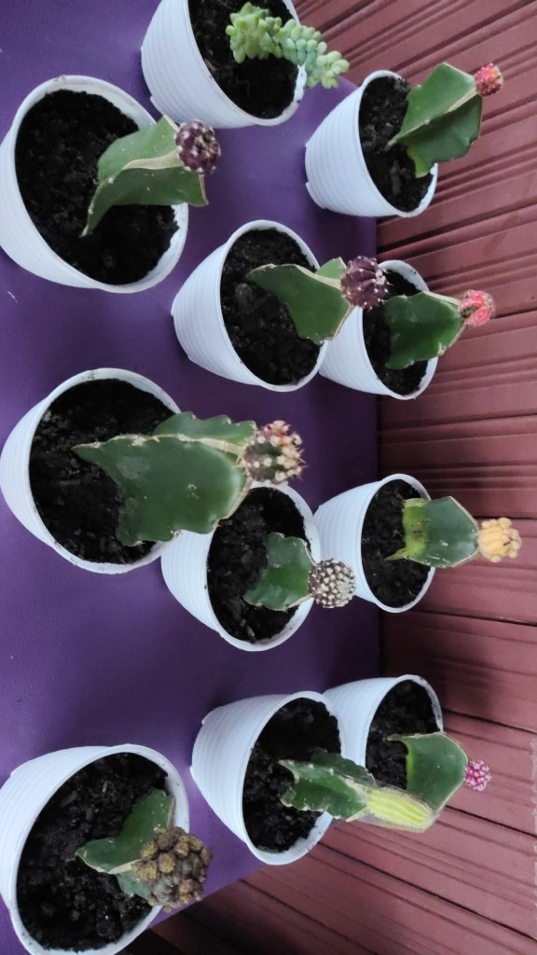 Kaktus Gymno Paket Sultan Dipot 10cm