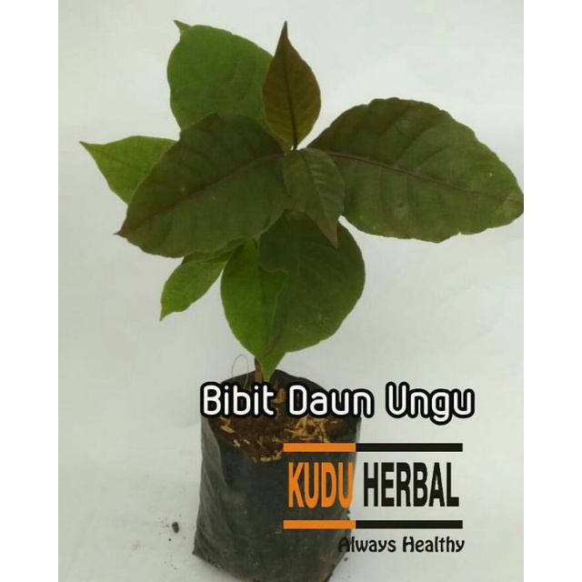 Tanaman Pohon Herbal Daun Ungu