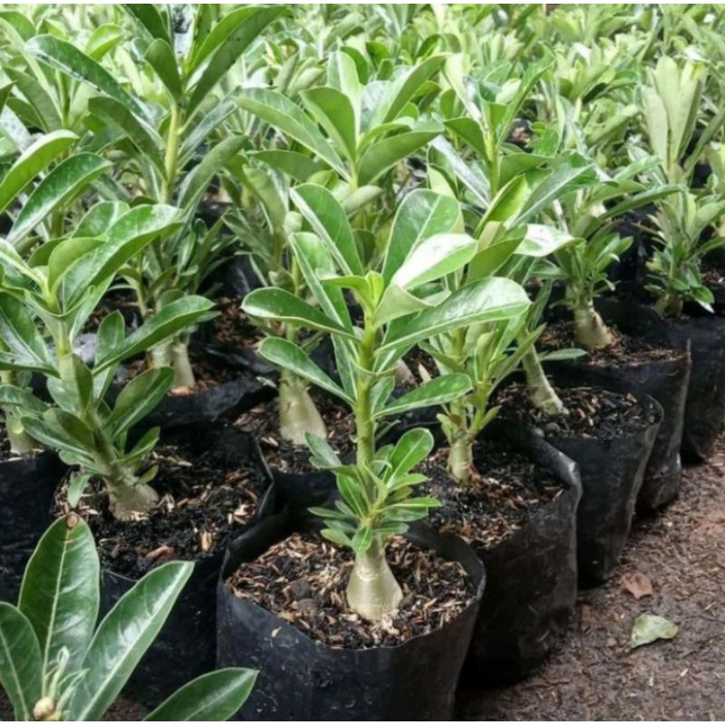 9 PAKET TANAMAN HIAS ADENIUM KAMBOJA JEPANG