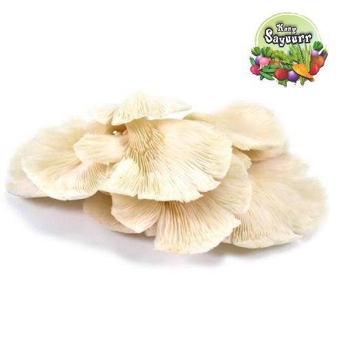 

JAMUR TIRAM - (Per 250gr)