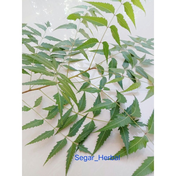 

1 kg daun Mimba segar obat herbal