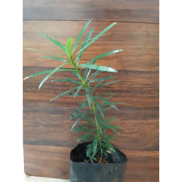 bibit bonsai langsung lidah burung -bahan bonsai lohansung lidah burung