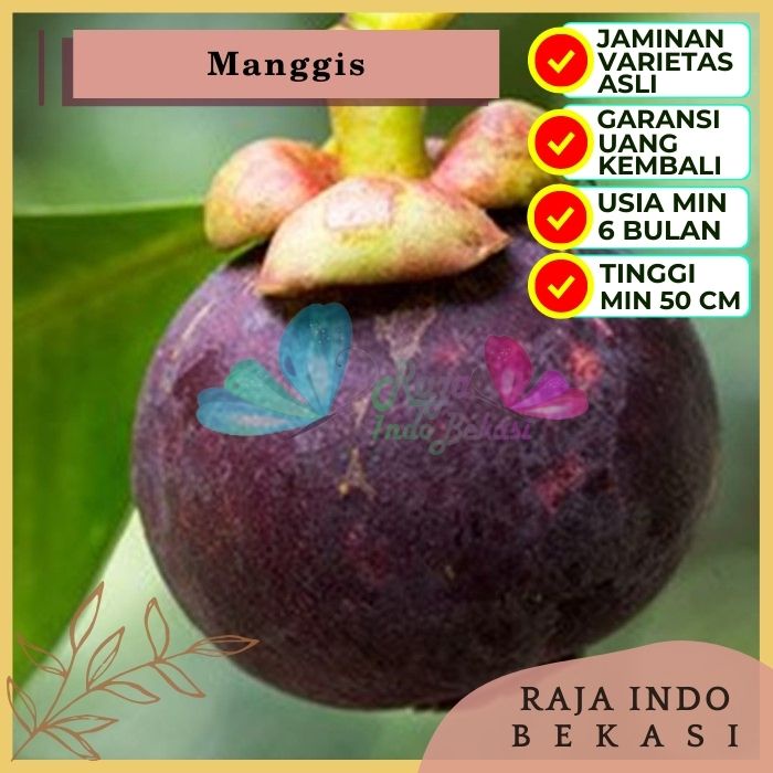 Bibit Tanaman Buah MANGGIS Premium