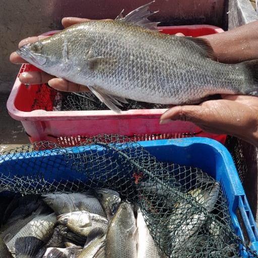 

Kakap Putih Cukil/Baramundi