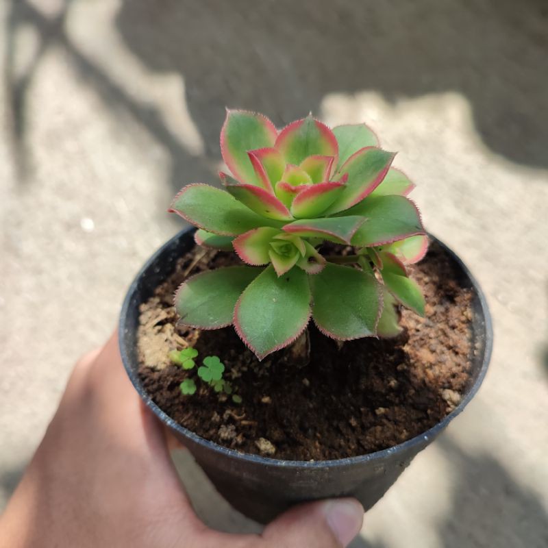 Sukulen Aeonium kiwi/Sukulen kiwi