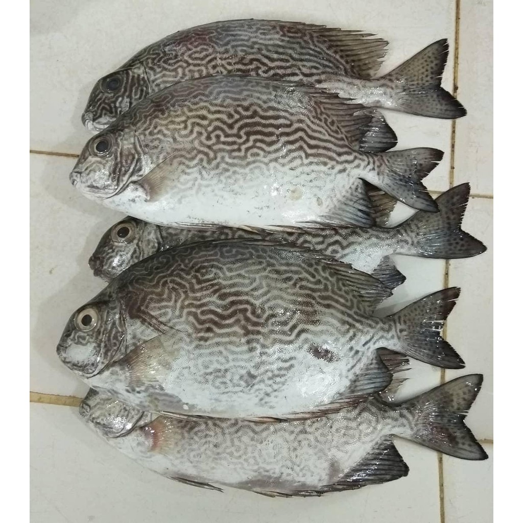

Ikan Baronang Fresh Segar Murah
