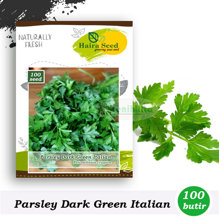 Benih-Bibit Parsley Dark Green Italian (Haira Seed)