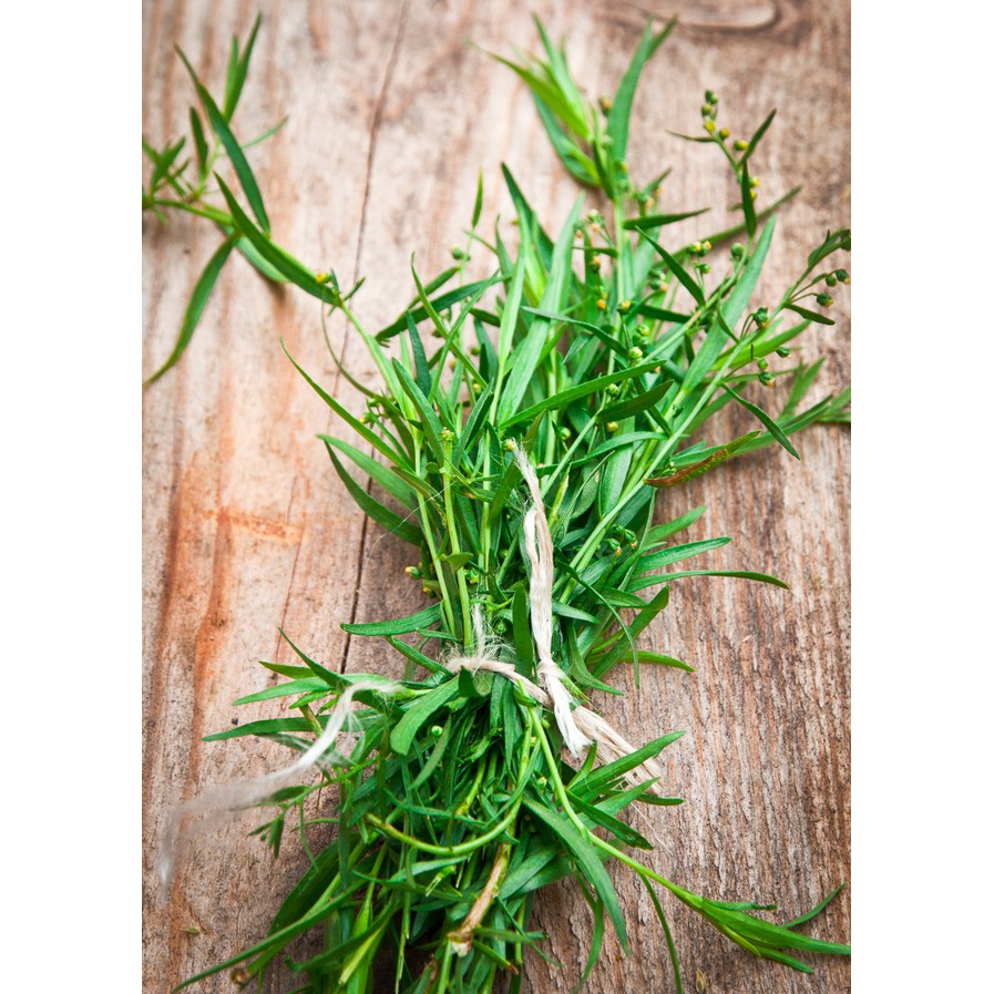 Benih Bibit Biji - Tarragon Russian (Artemisia dracunculus) Herb Seeds - IMPORT