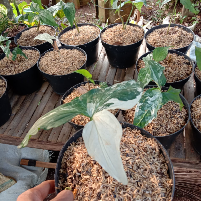 tanaman hias sygonium varigata - Tanaman sygonium