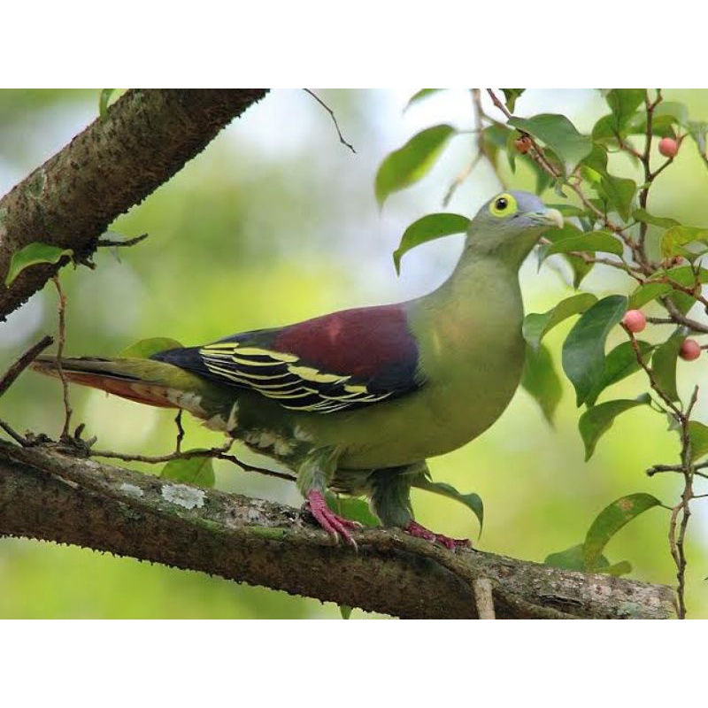 Burung Punai Pengantin Shopee Indonesia
