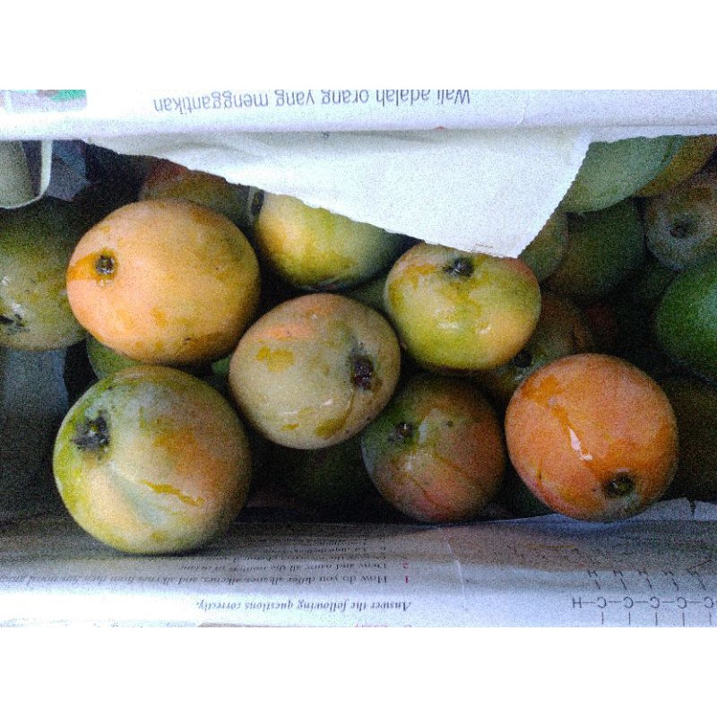 

Mangga Gedong ginchu Asli indramayu