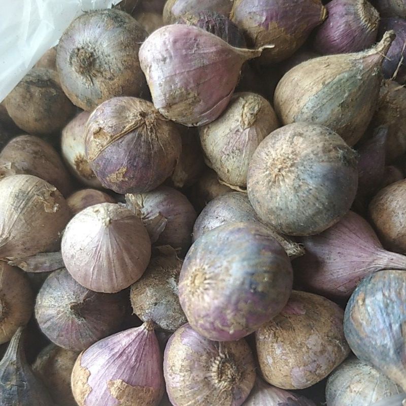 

Bawang Lanang herbal 100 gram