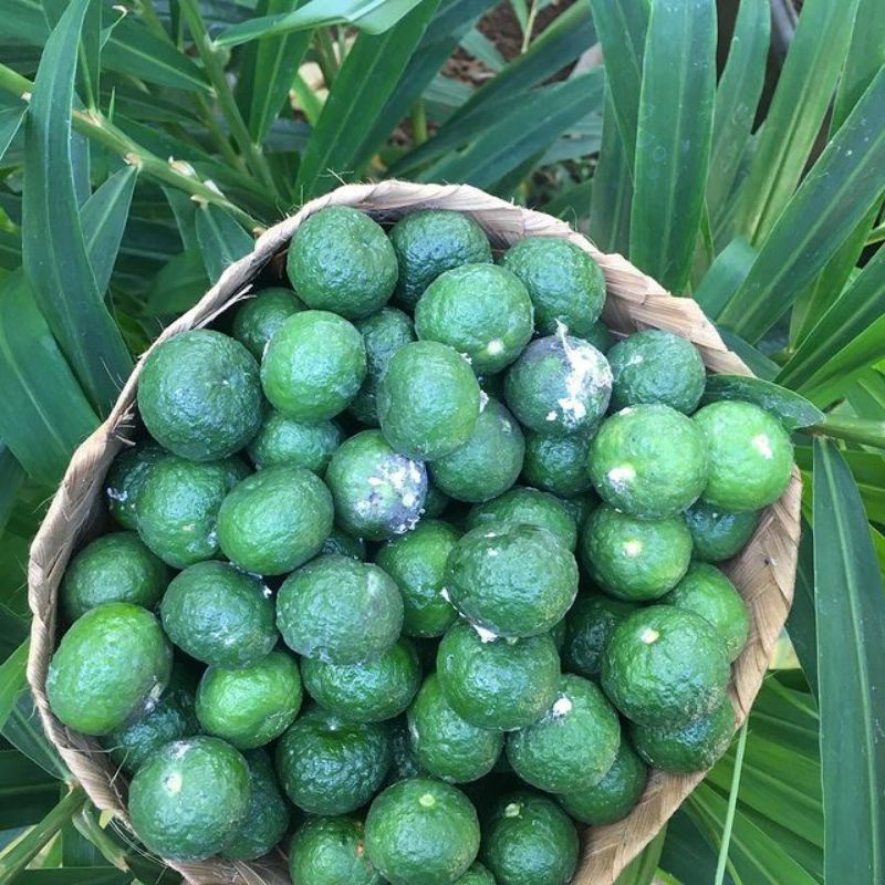 

jeruk limau per 9kg