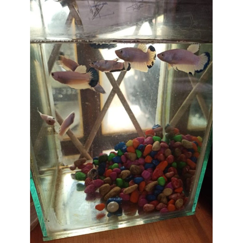 aksesoris ikan cupang bluerim / blue rim line thailand