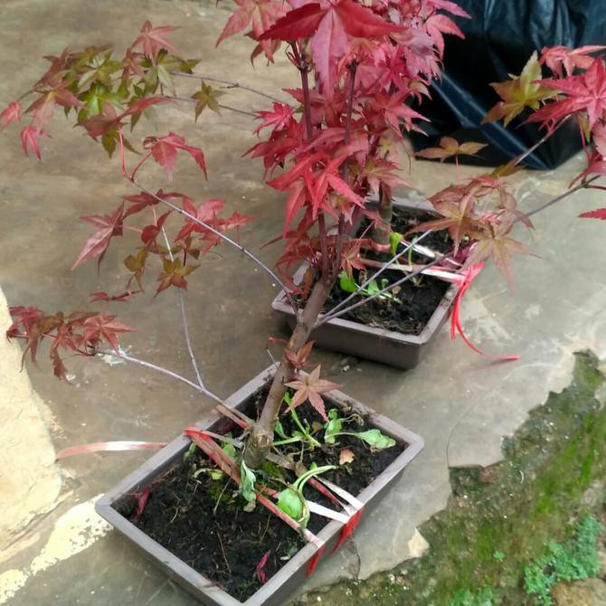 Pohon Maple Jepang Murah