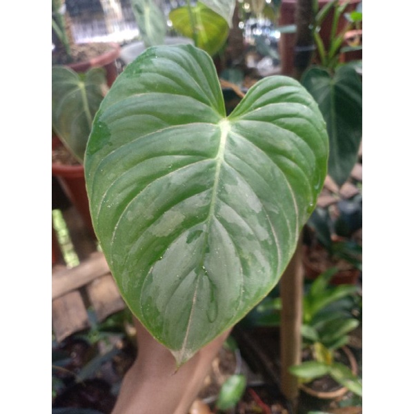 PHILODENDRON MAJESTIC 1 DAUN TUNAS - TANAMAN HIAS PHILODENDRON - PHILODENDRON MURAH - PHILODENDRON M