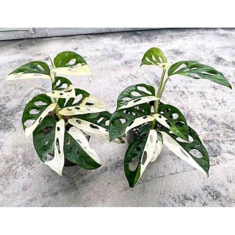 tanaman hias bonggol janda bolong varigata