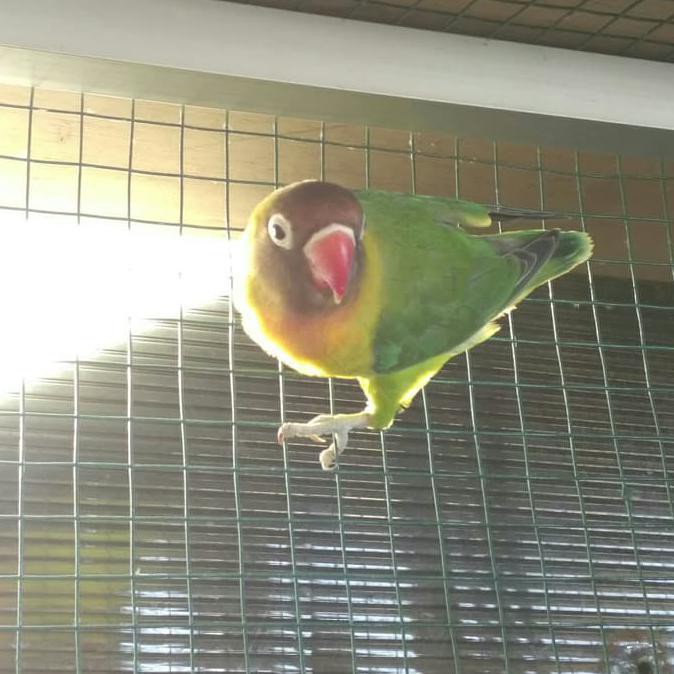 Harga Promo Jual Burung Lovebird Josan Dari Hasil Ternak Sendiri