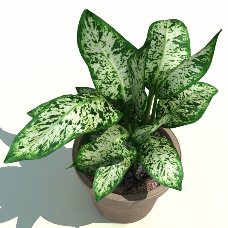 Tanaman Hias Aglonema sparkle sri rejeki ( Tanaman hias hidup indoor murah hiasan rumah taman-bunga 