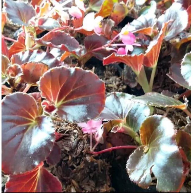 Tanaman hias bunga begonia tanaman pot gantung