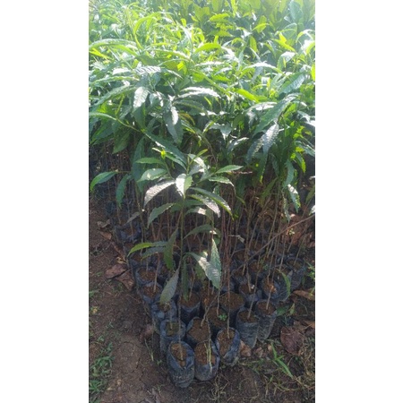 BIBIT POHON JENITRI BIBIT POHON BATIK ECOPRINT JEMITRI