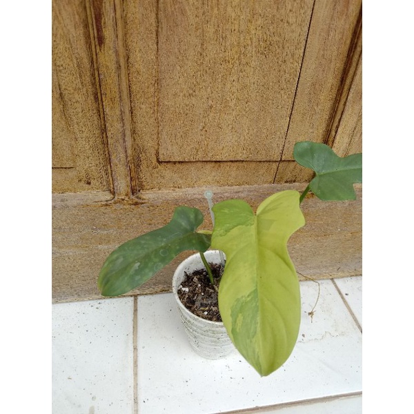 violin variegata 3 daun