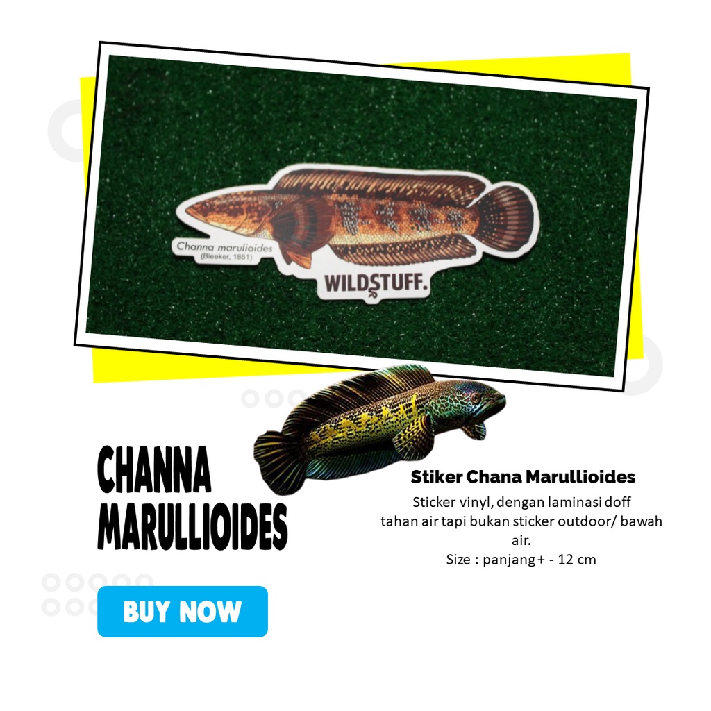 

Sticker Channa Marulioides