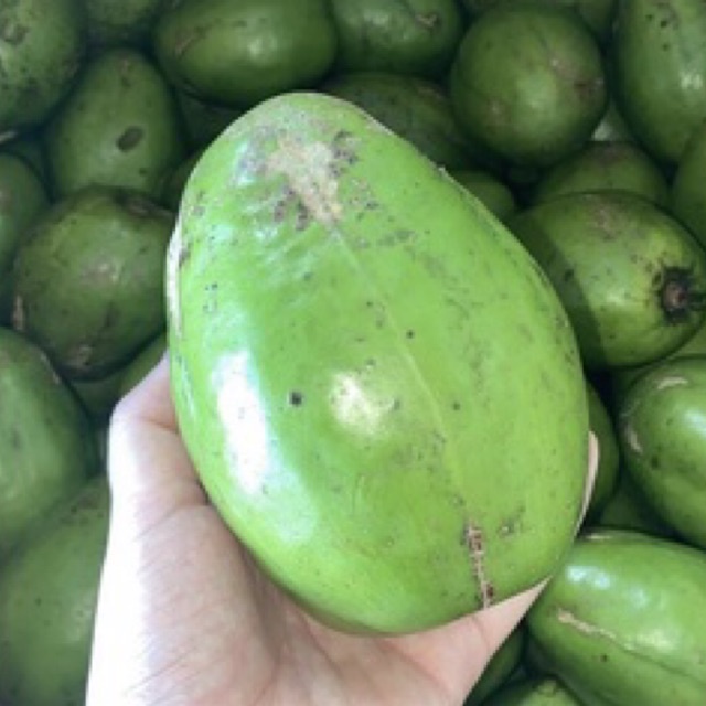 

buah kedondong super 900-1000gr buah bukan bibit
