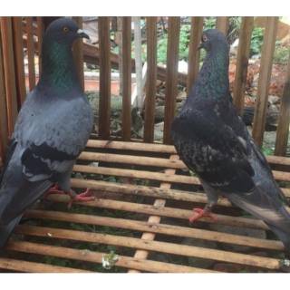 Sawangan Gentong Merpati Dara Shopee Indonesia