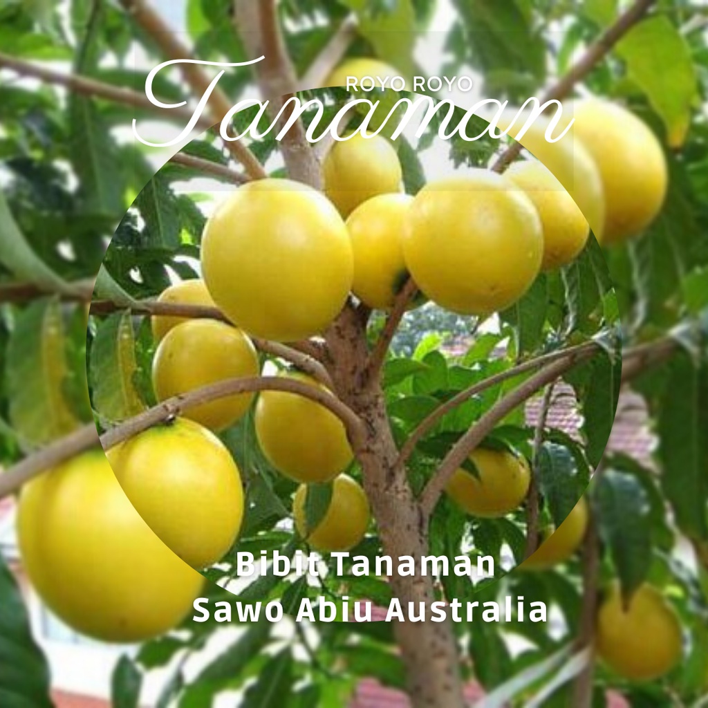 Bibit Tanaman Buah Sawo Abiu