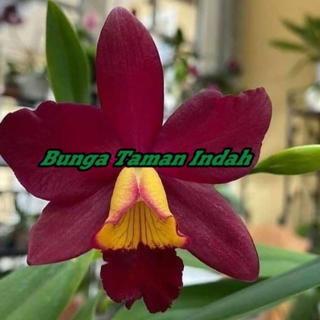 Tanaman Hias Anggrek Dendrobium Red Romesa - Bibit Anggrek Dendrobium