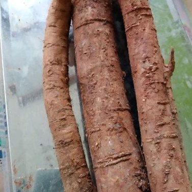 Akar tuba- akar tuba segar isektisida organik pres1 kg