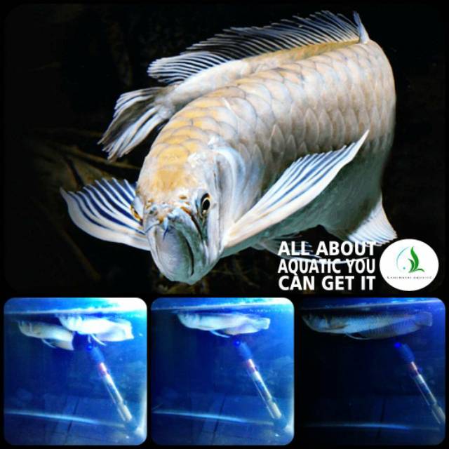 Ikan arwana silver untuk aquarium dan aquascape