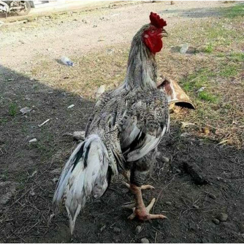 TELUR AYAM GORILA JALI BLACK WHITE UNTUK DI TETASKAN