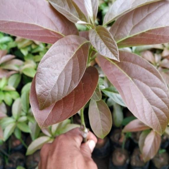 Paket Reseller Bibit Alpukat Red Vietnam Okulasi