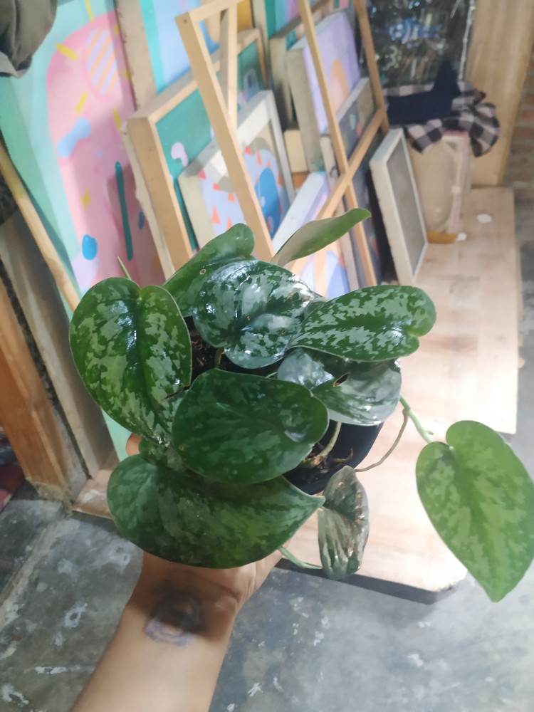 Scindapsus Exotica/sirih Silver